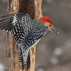 Red-bellied Woodpecker