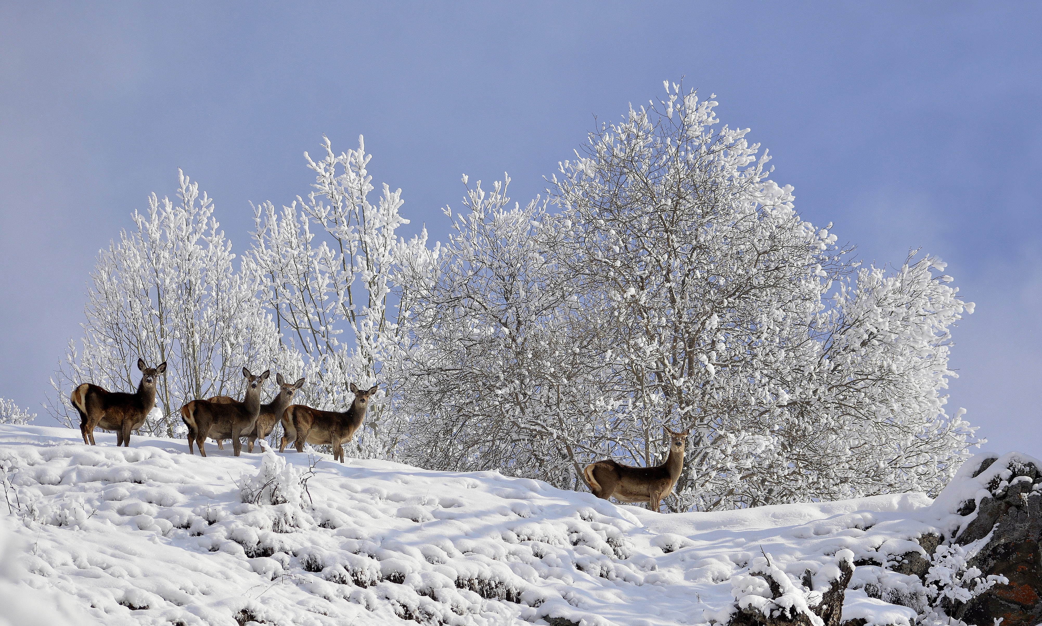 Nella neve, alla ricerca di cibo. di gigidueelle