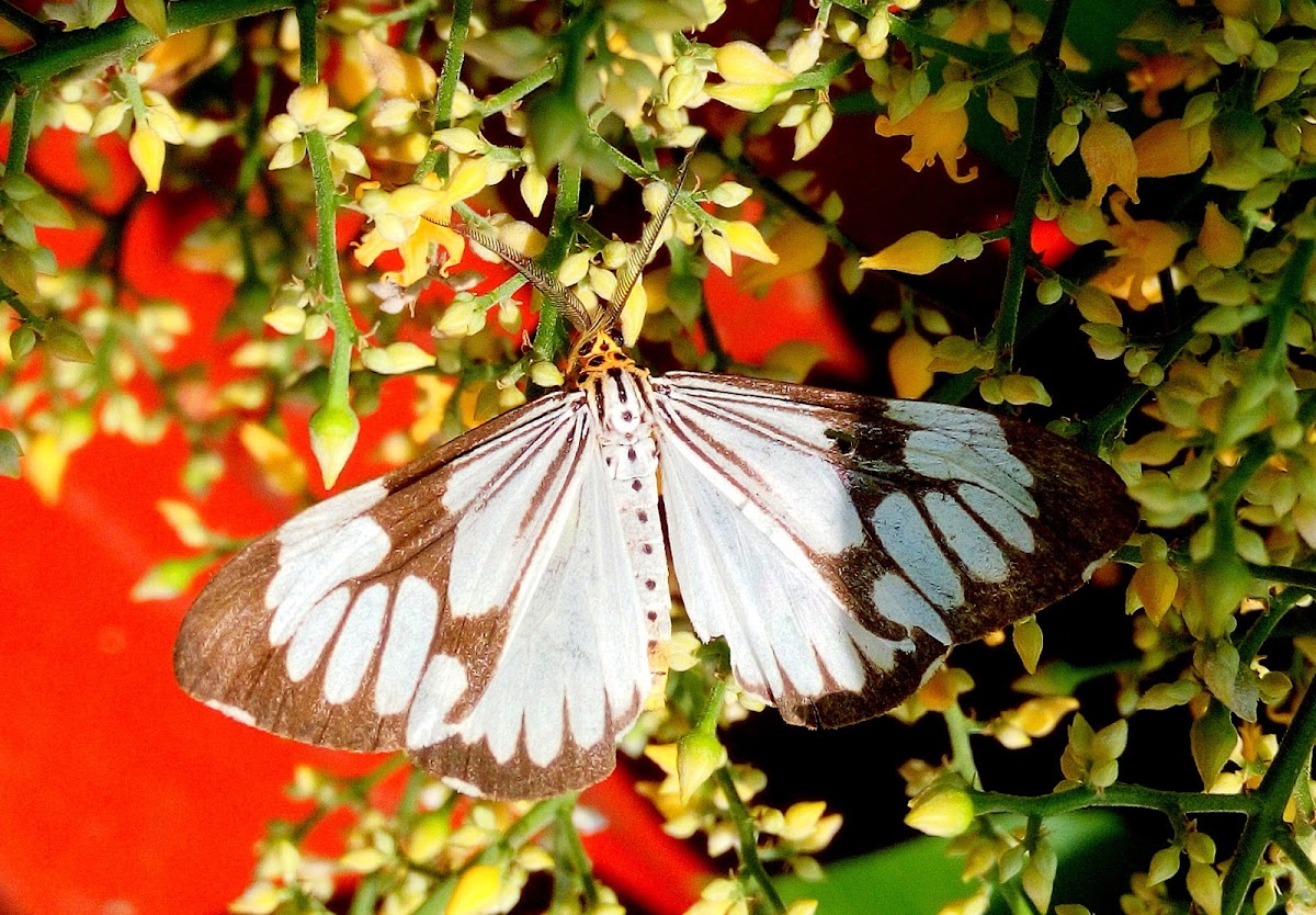 White tiger moth or marbled white moth