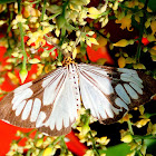 White tiger moth or marbled white moth