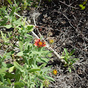 Blanket Flower