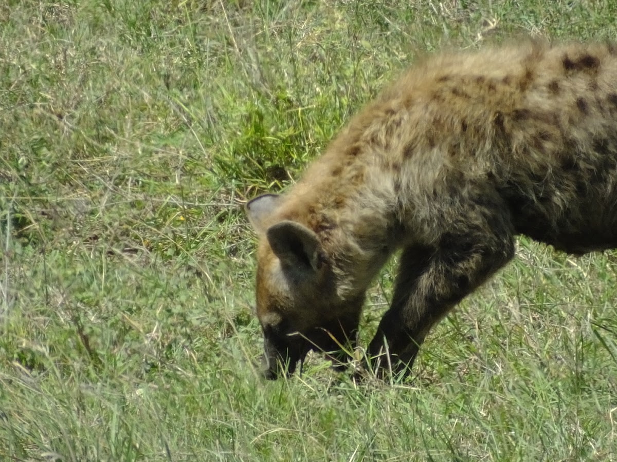 Spotted Hyena