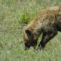 Spotted Hyena