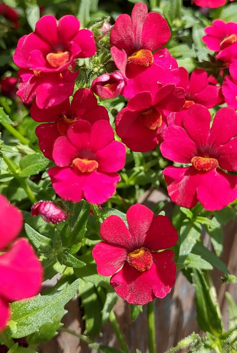 Nemesia