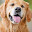 Golden Retriever Wallpapers and New Tab