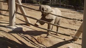 Mkhaya Discovers Her Trunk thumbnail