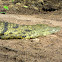 Nile crocodile