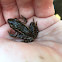 Pickerel Frog