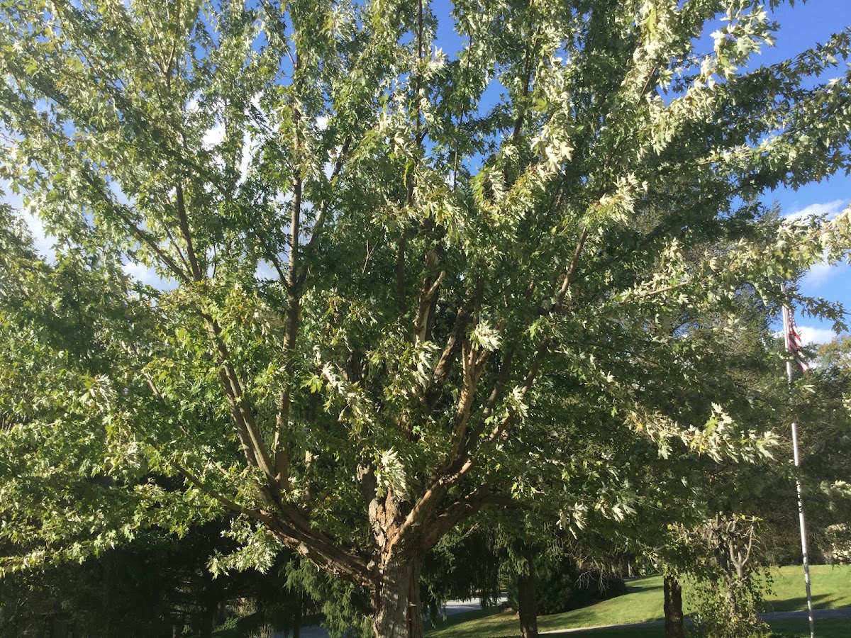 Silver Maple