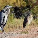 American bittern