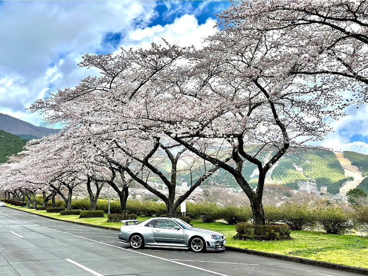 スカイライン GT-Rの富士霊園の桜・サクラと愛車・桜とコラボ・ドライブ・2022年度最終日に関するカスタム事例の投稿画像2枚目
