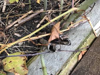 Japanese Knotweed during winter album cover