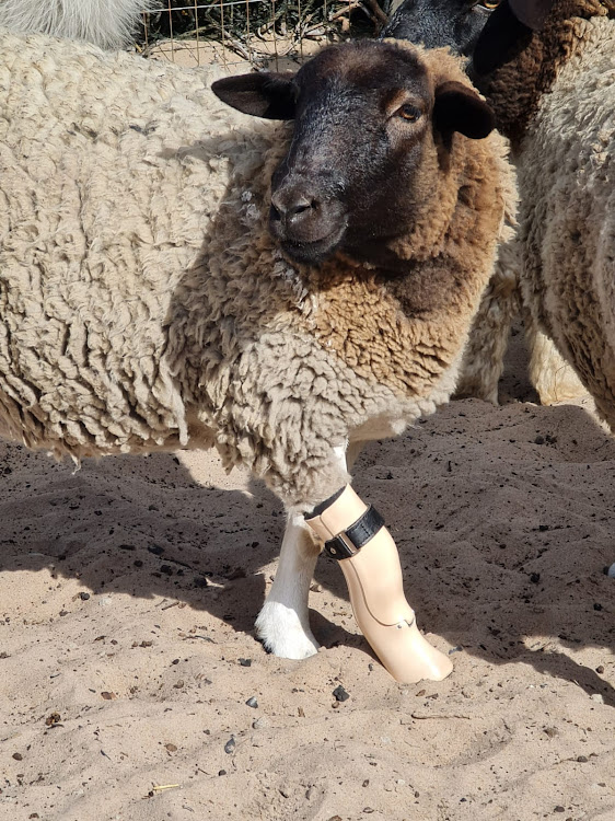 Dolly steps out with her new leg on Friday.