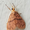 Lichen moth