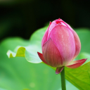 Pink Lotus Bud