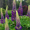 Lupine (blue lupine)