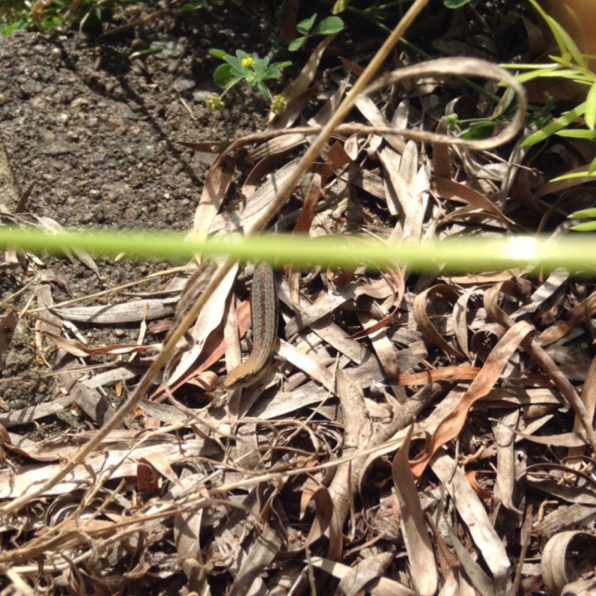 Common garden skink