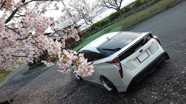プリウスのドライブ・桜とコラボ・サクラと愛車・桜に関するカスタム事例の投稿画像7枚目