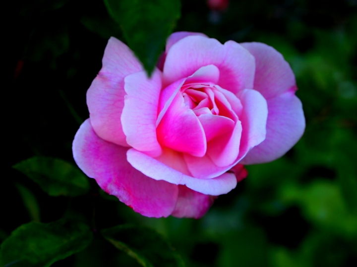 Rosa.....rosa di caterina56