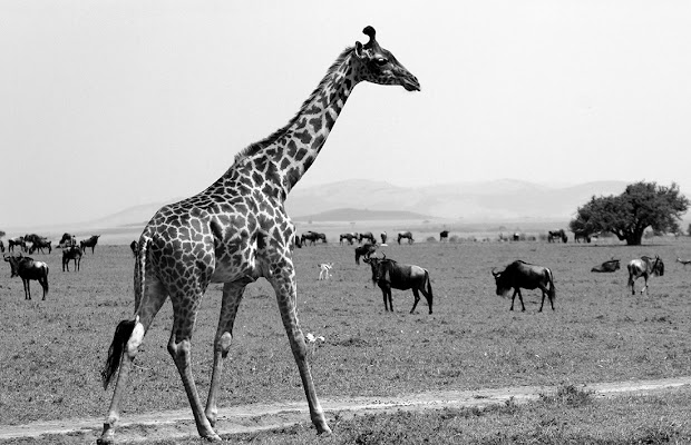 LA BELLA DELLA SAVANA di rafiki