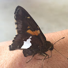 Silver-spotted Skipper