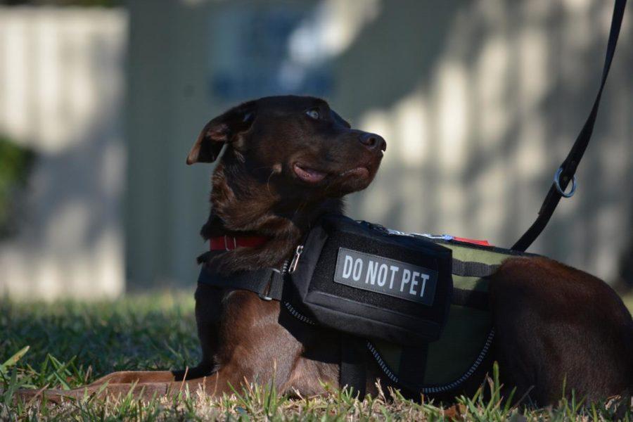 Why do service dogs have warnings “Do not pet”?