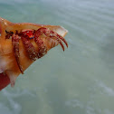 Hermit crab