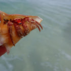 Hermit crab