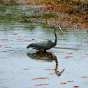 Great Blue Heron