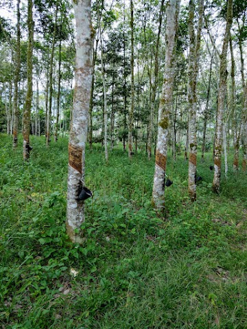 Gunung Nuang via Janda Baik Rubber Plantation