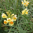 Toadflax