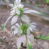 Dotted Horsemint