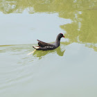 Common gallinule