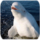 Download Beluga Whale sounds For PC Windows and Mac 9.33.6