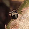 Black Stink Bug - beetle mimic