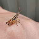 Grasshopper