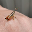 Grasshopper