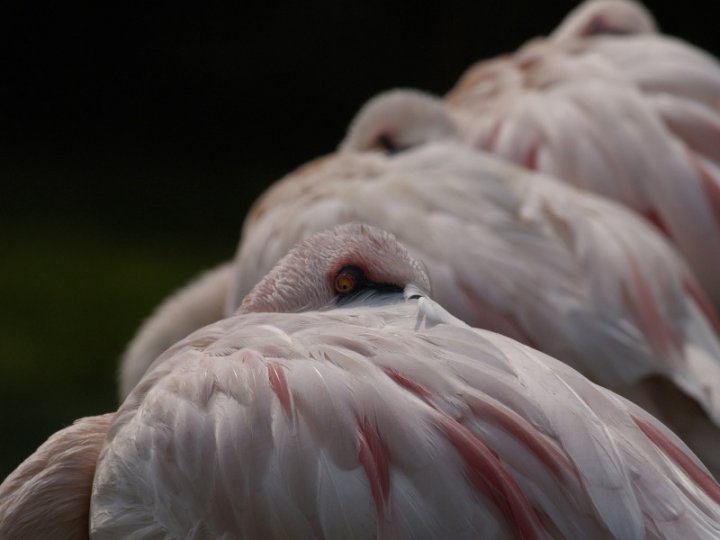 Sonno vigile di Gian Luigi