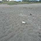 Common Tern