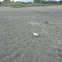 Common Tern