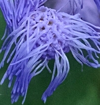 Blue mistflower or Wild Ageratum