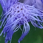 Blue mistflower or Wild Ageratum