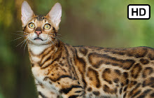 My Bengal Cat HD Wallpapers New Tab small promo image