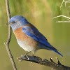 Western Bluebird