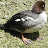 Common Goldeneye (Female)