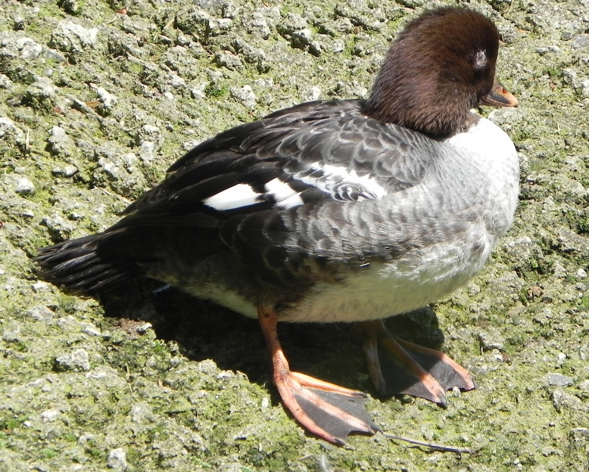 Common Goldeneye (Female)