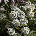 Sweet Alyssum