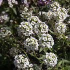 Sweet Alyssum