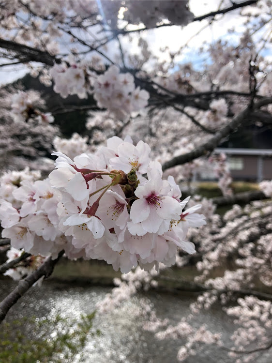 の投稿画像3枚目