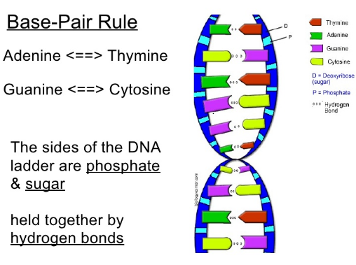 base pair rule